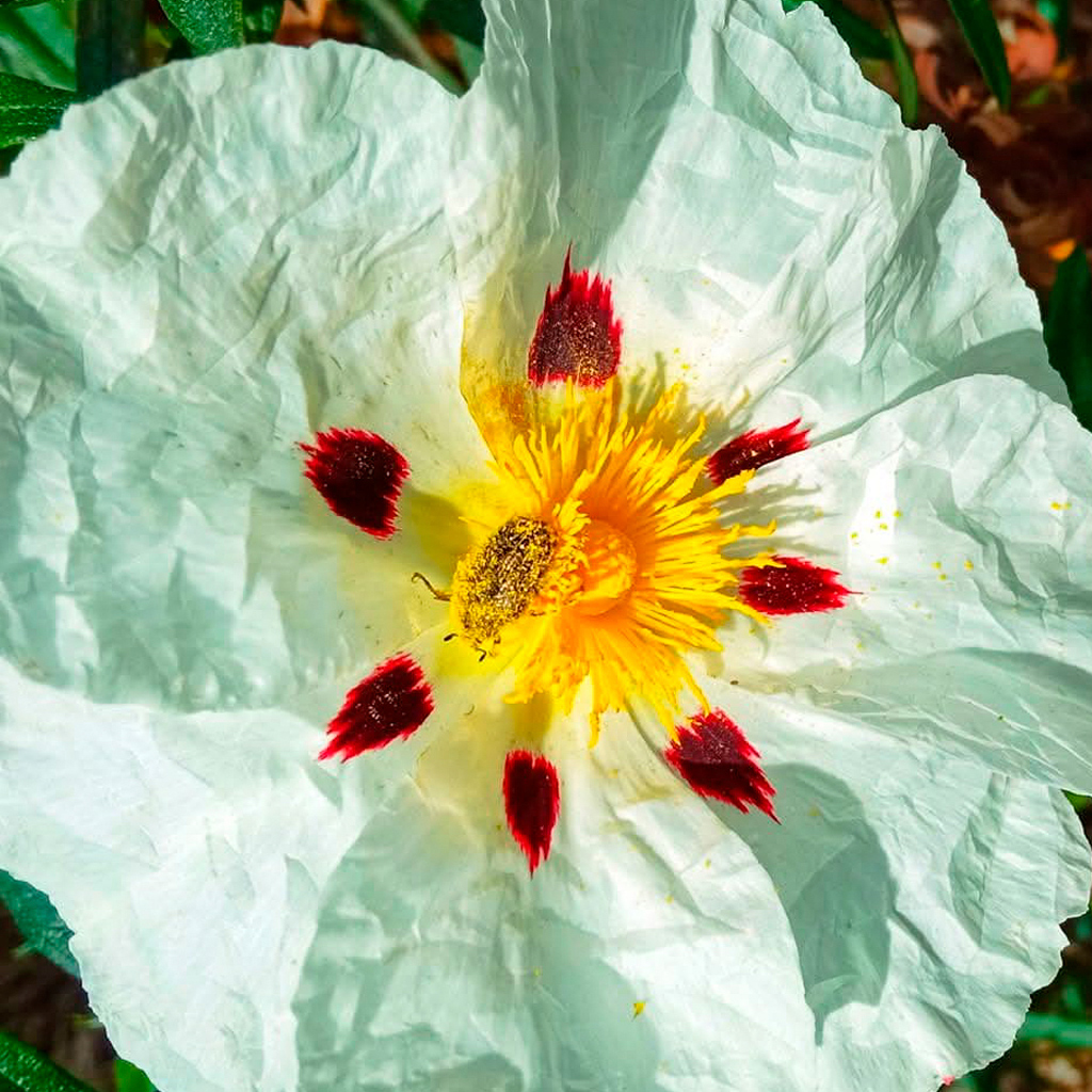 Araceli Vázquez psicóloga Irún Problemas tratados en consulta