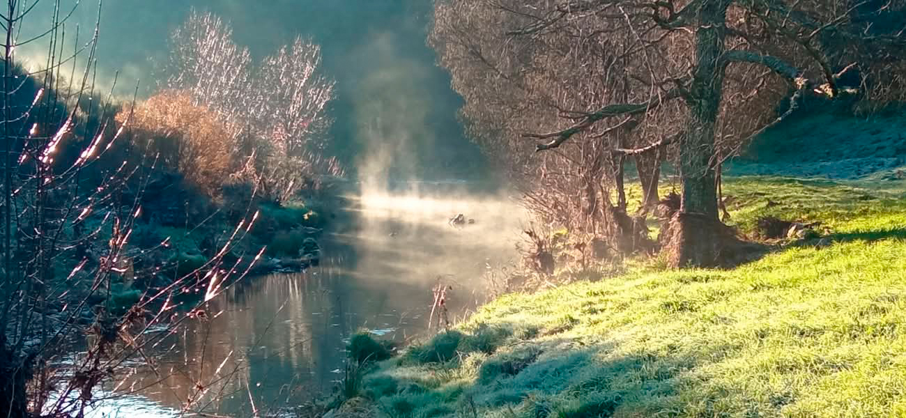Araceli Vázquez psicóloga Irún Problemas que trato en consulta bosque
