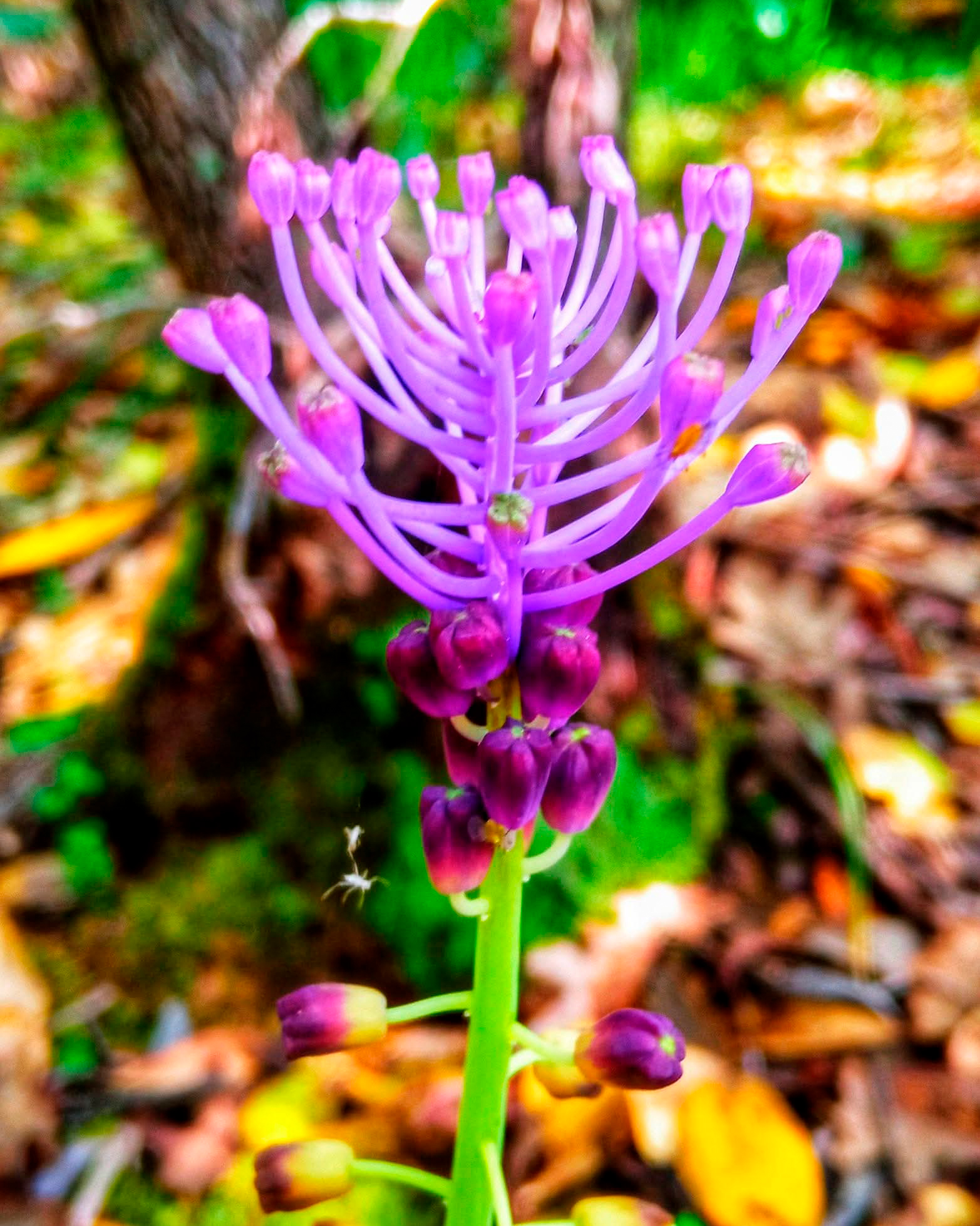 Araceli Vázquez psicóloga Irún Te sientes reacio a ir al pasado para resolver los problemas que tienes hoy florecer
